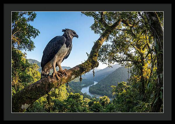 Harpy Eagle Perched Majestically