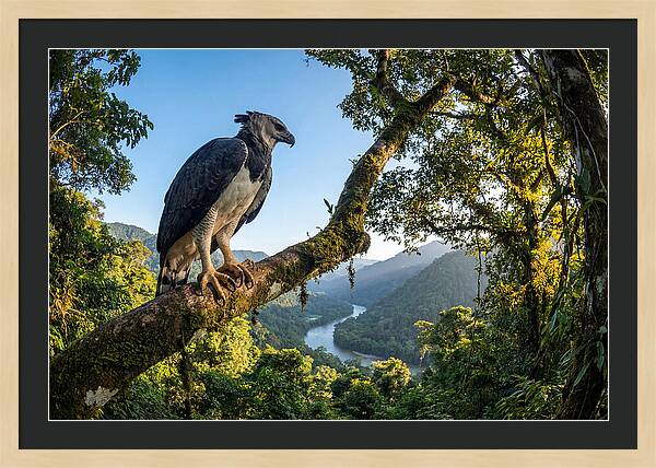 Harpy Eagle Perched Majestically