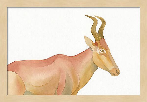 Hartebeest In Soft Hues