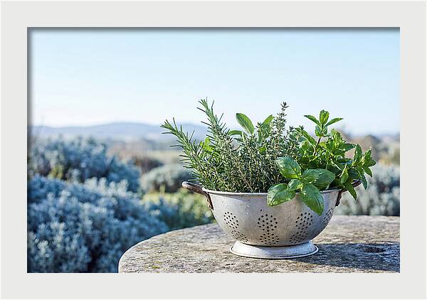 Harvested Garden Delights