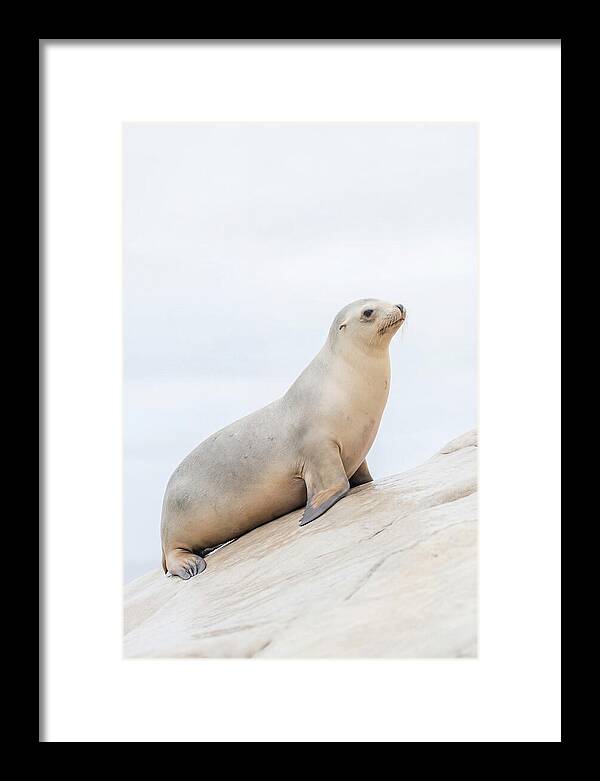 Hauling Out Sea Lion