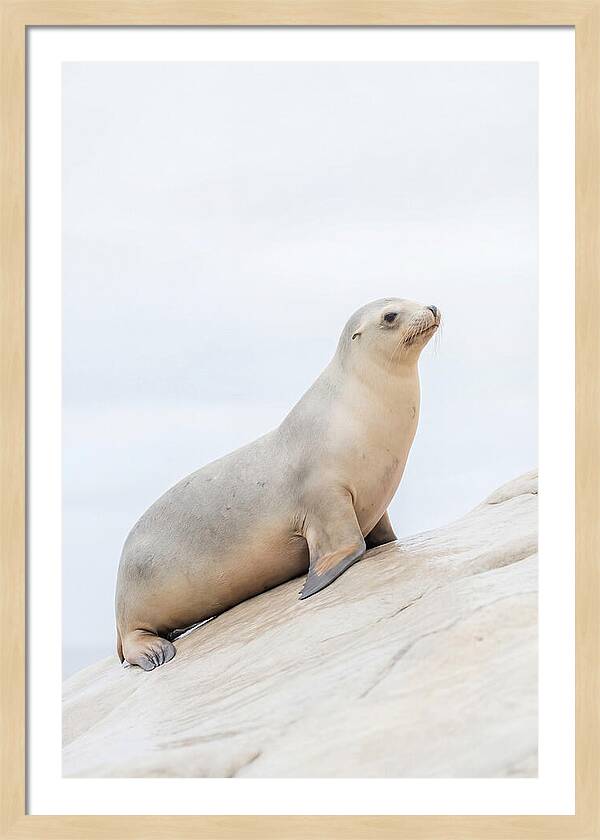 Hauling Out Sea Lion