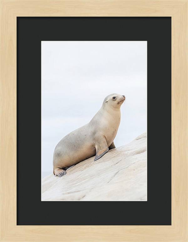 Hauling Out Sea Lion