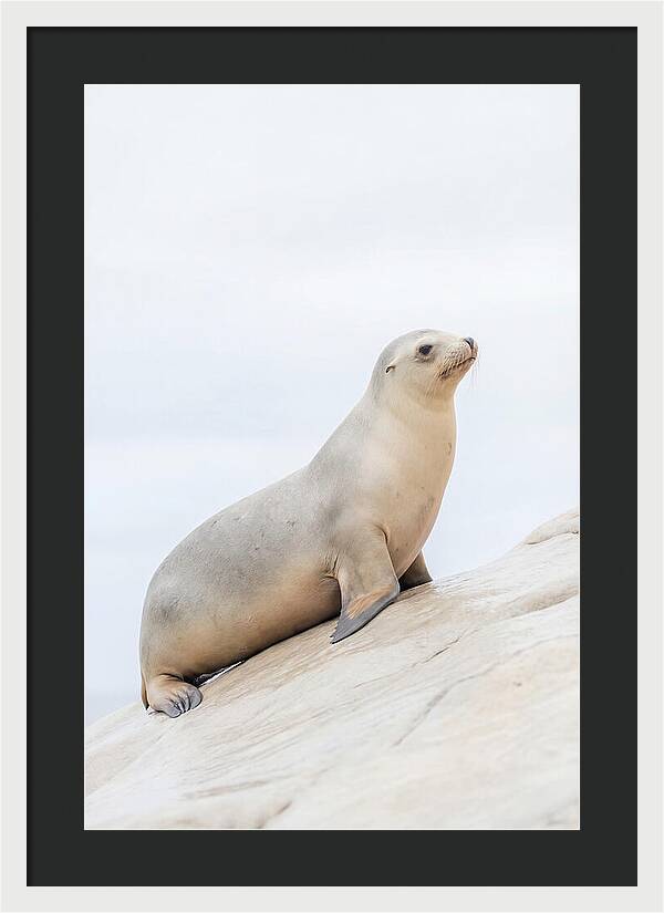 Hauling Out Sea Lion