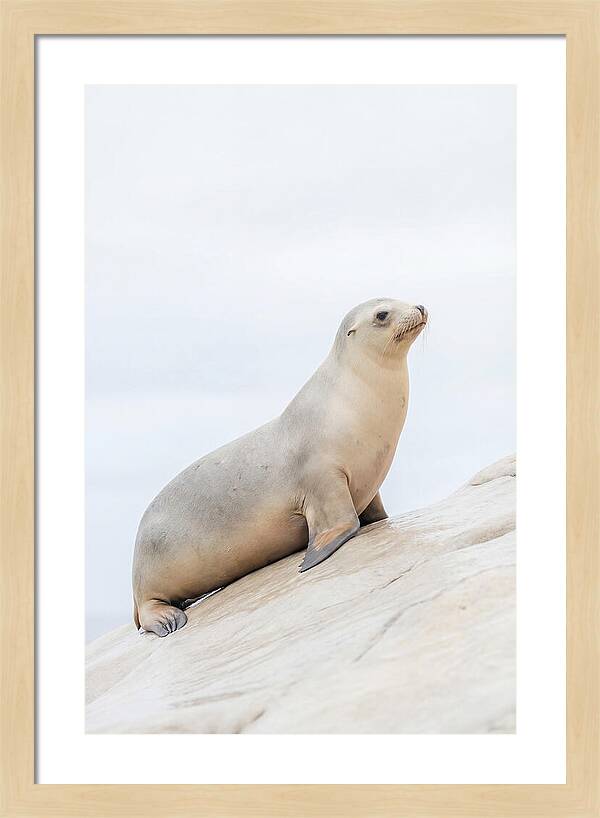 Hauling Out Sea Lion