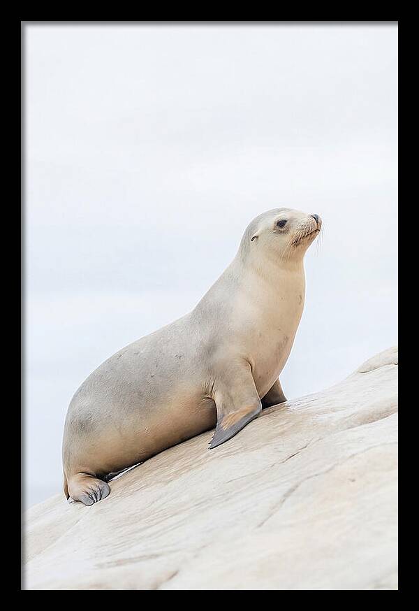 Hauling Out Sea Lion