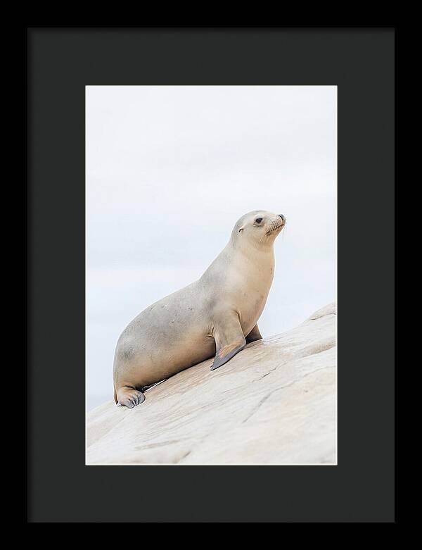 Hauling Out Sea Lion