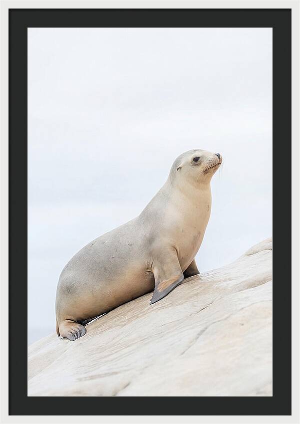 Hauling Out Sea Lion