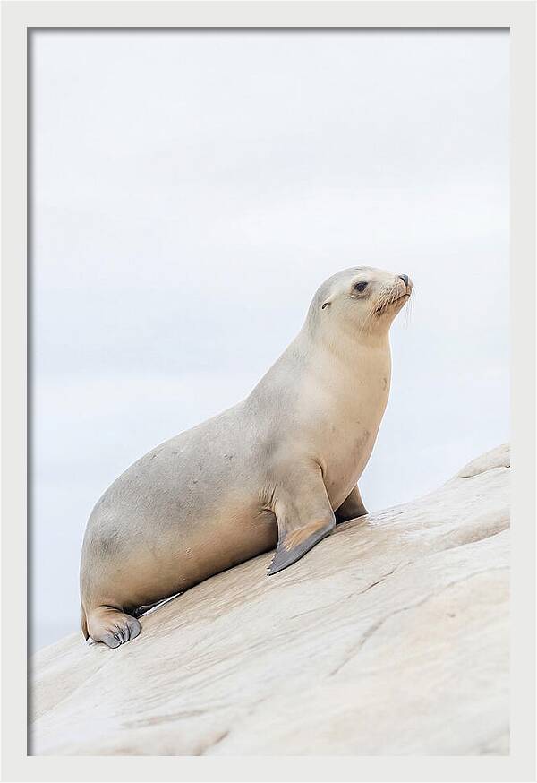 Hauling Out Sea Lion