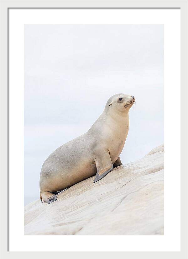 Hauling Out Sea Lion