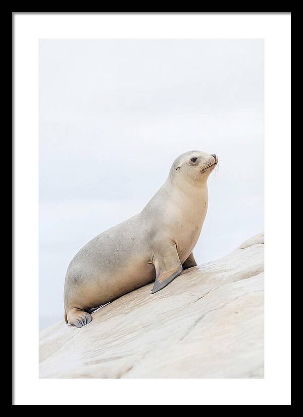 Hauling Out Sea Lion
