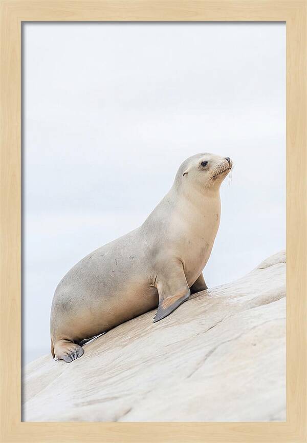 Hauling Out Sea Lion