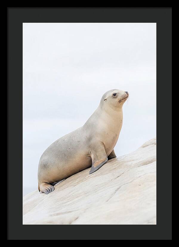Hauling Out Sea Lion