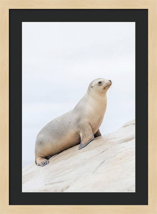 Hauling Out Sea Lion