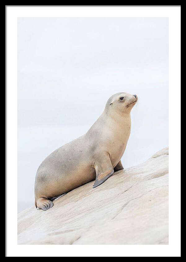 Hauling Out Sea Lion