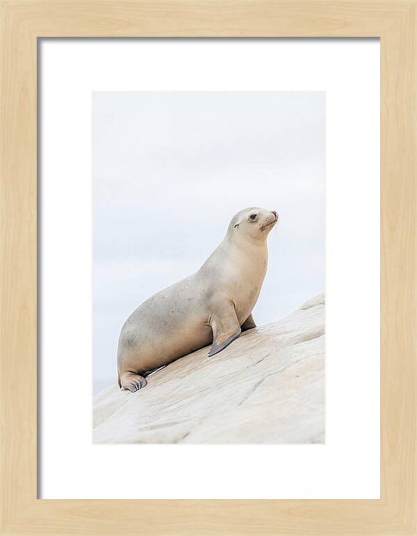 Hauling Out Sea Lion