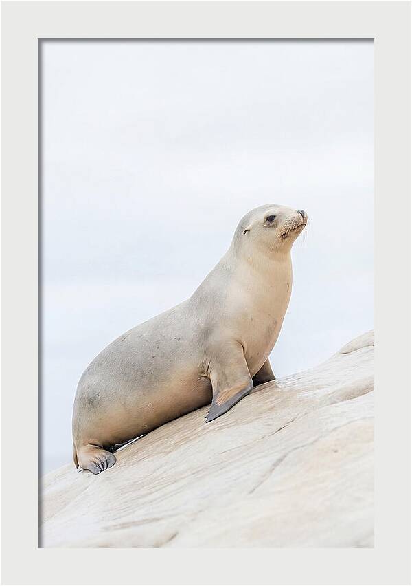 Hauling Out Sea Lion