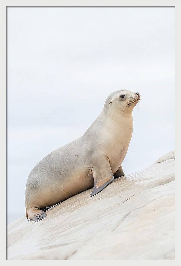 Hauling Out Sea Lion