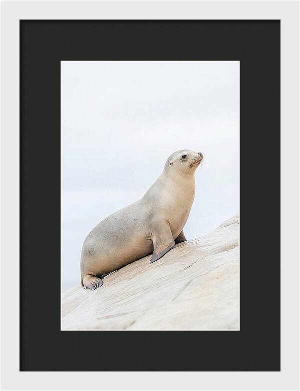 Hauling Out Sea Lion