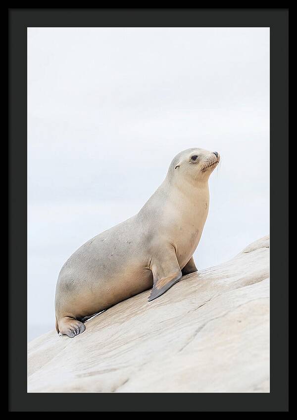 Hauling Out Sea Lion