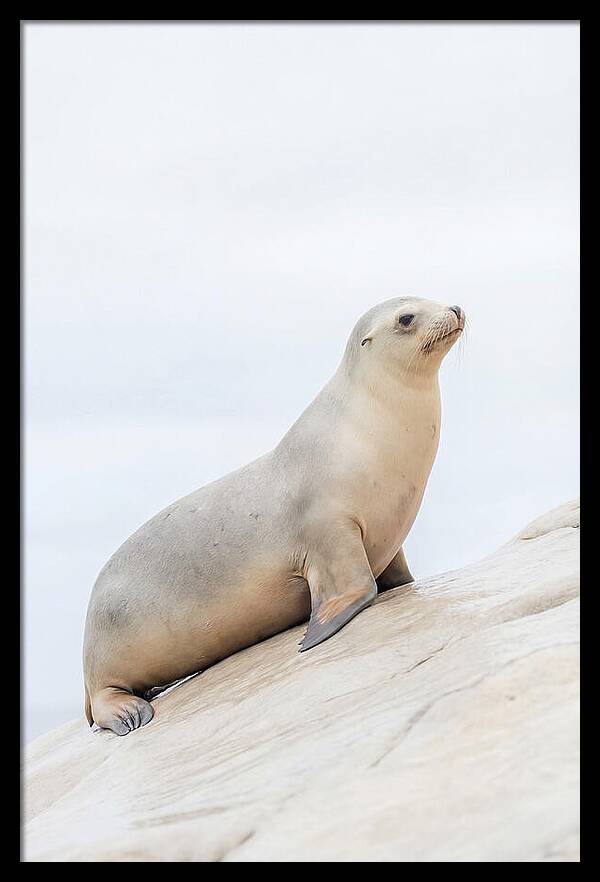 Hauling Out Sea Lion