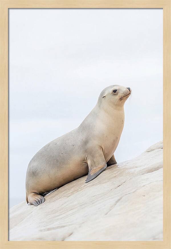 Hauling Out Sea Lion
