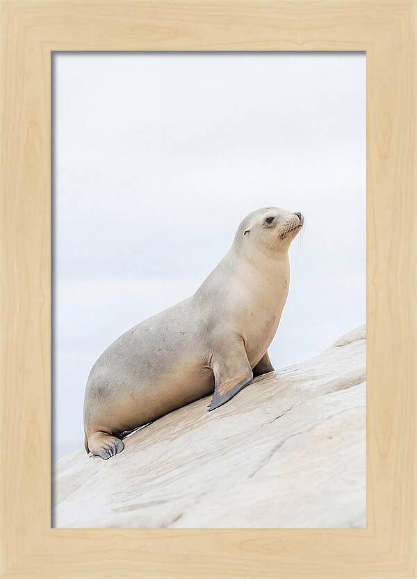 Hauling Out Sea Lion