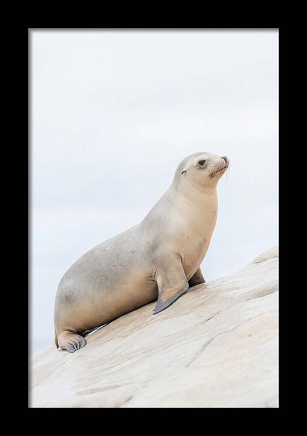 Hauling Out Sea Lion
