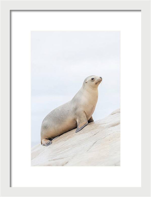 Hauling Out Sea Lion