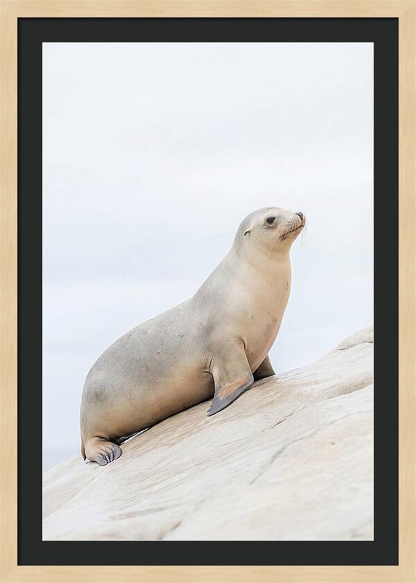 Hauling Out Sea Lion