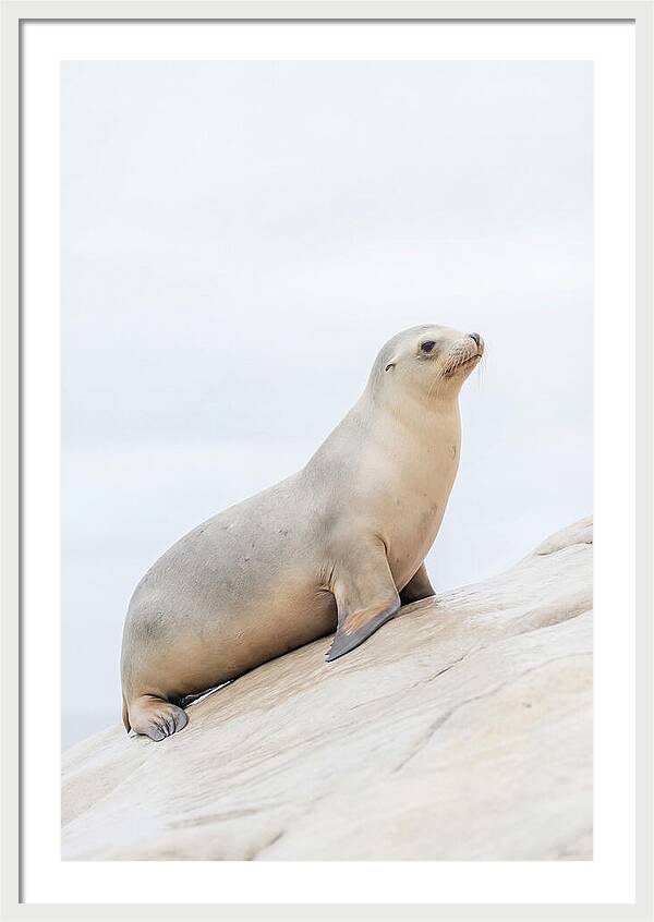 Hauling Out Sea Lion