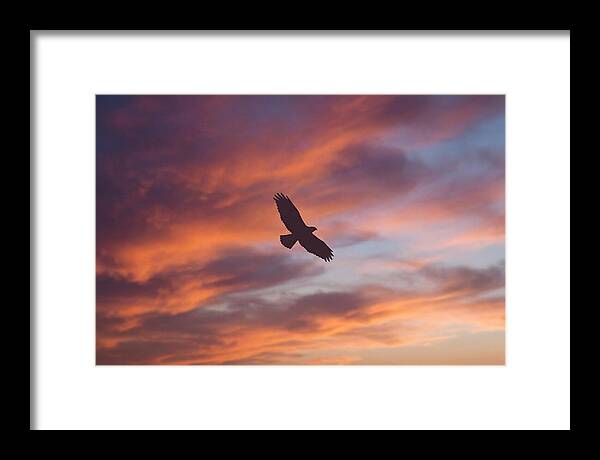 Hawk Silhouetted Against Dramatic Sunset
