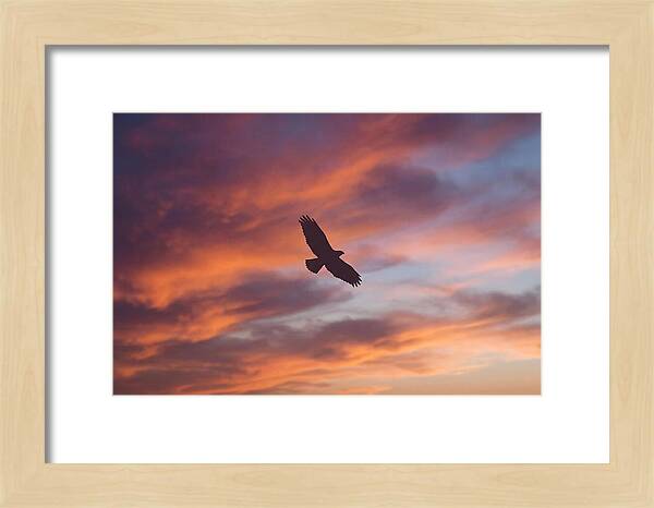 Hawk Silhouetted Against Dramatic Sunset