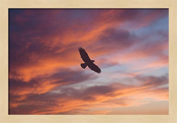 Hawk Silhouetted Against Dramatic Sunset