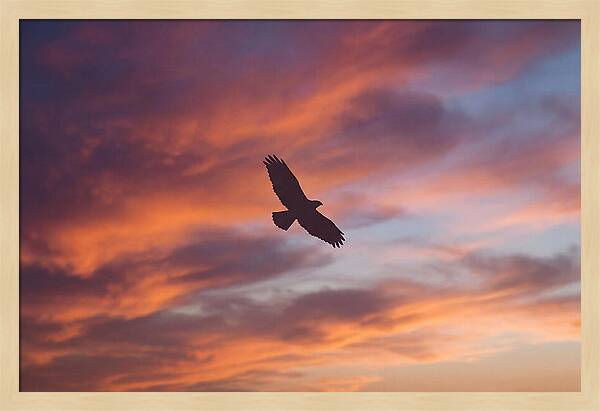 Hawk Silhouetted Against Dramatic Sunset