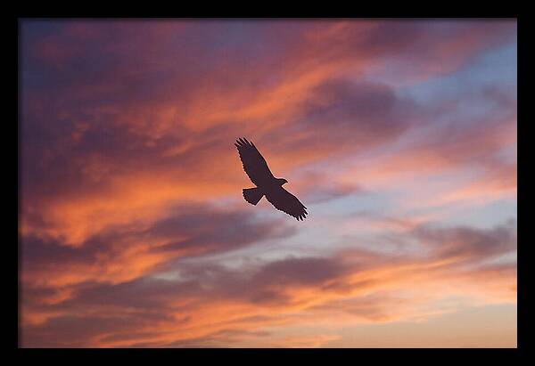 Hawk Silhouetted Against Dramatic Sunset