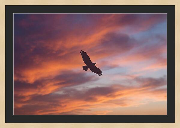 Hawk Silhouetted Against Dramatic Sunset