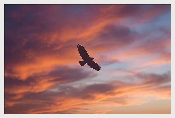 Hawk Silhouetted Against Dramatic Sunset