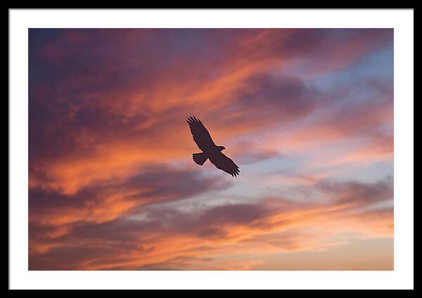Hawk Silhouetted Against Dramatic Sunset