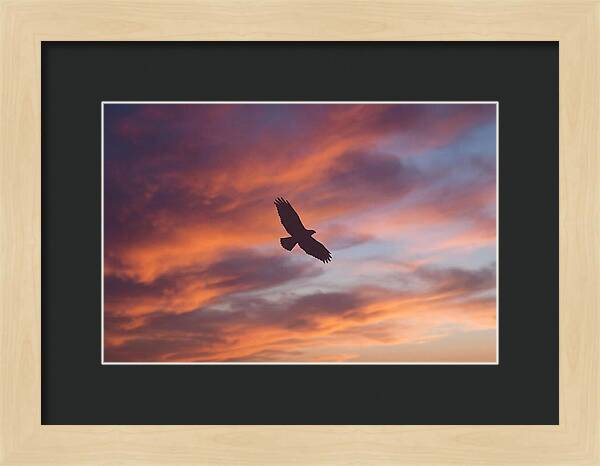 Hawk Silhouetted Against Dramatic Sunset