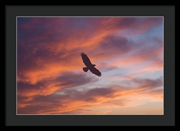 Hawk Silhouetted Against Dramatic Sunset