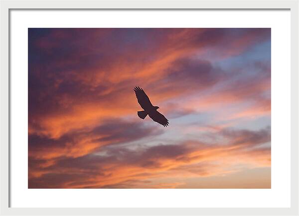 Hawk Silhouetted Against Dramatic Sunset