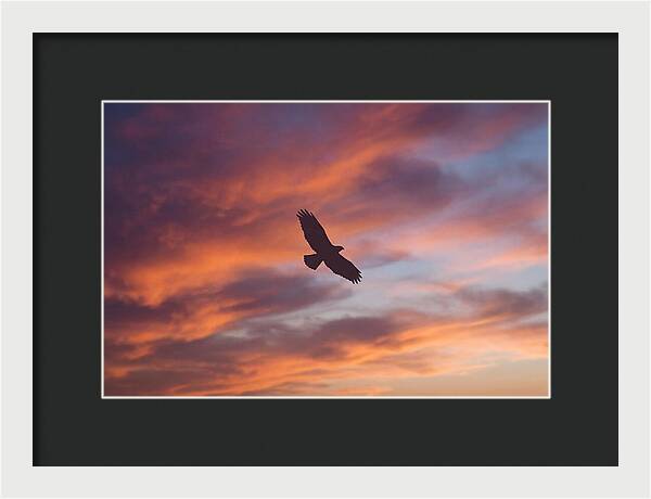Hawk Silhouetted Against Dramatic Sunset