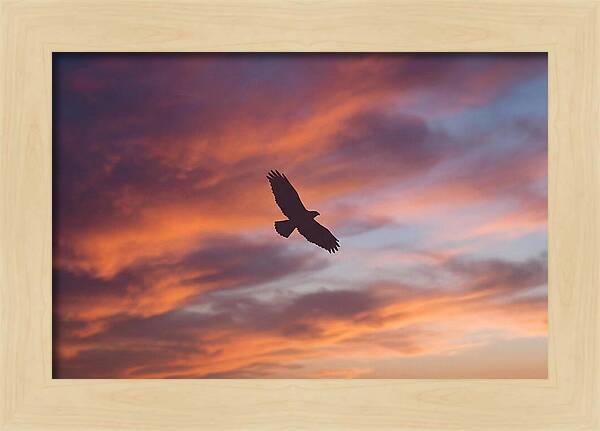 Hawk Silhouetted Against Dramatic Sunset