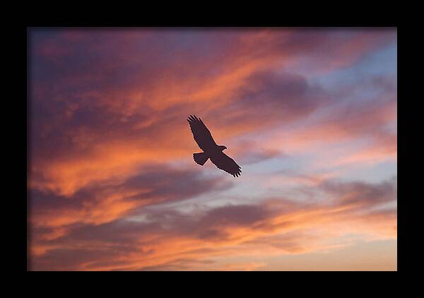 Hawk Silhouetted Against Dramatic Sunset