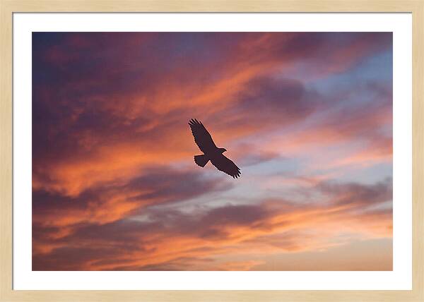 Hawk Silhouetted Against Dramatic Sunset