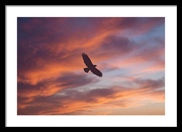 Hawk Silhouetted Against Dramatic Sunset
