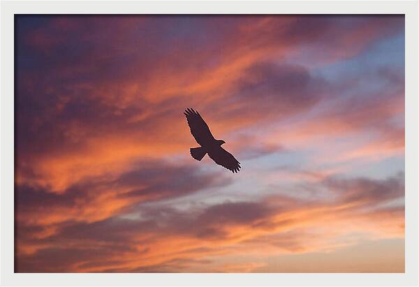 Hawk Silhouetted Against Dramatic Sunset
