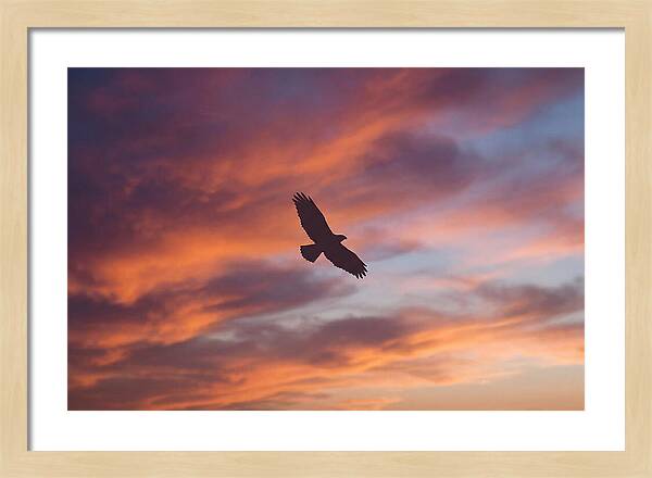 Hawk Silhouetted Against Dramatic Sunset