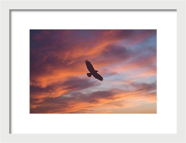 Hawk Silhouetted Against Dramatic Sunset